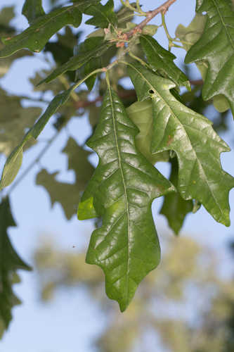 Quercus bicolor #15